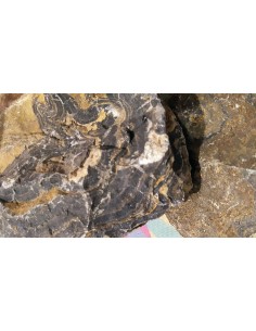 Stromatolithe de Bolivie brut 2