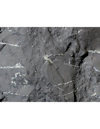 Brut minéraux Shungite de Russie