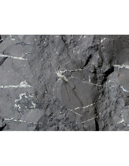 Brut minéraux Shungite de Russie