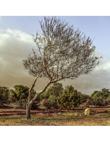 Arbre de Palo Santo du Pérou